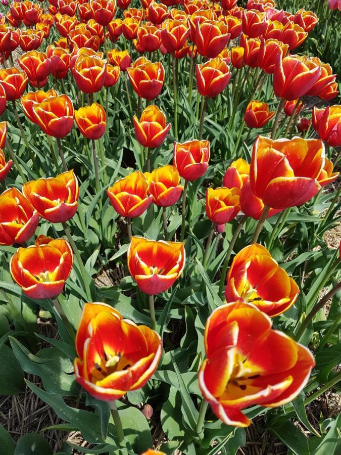 Romantisch Huisje Nabij Het Strand Met Uitzicht Op De Tulpenvelden Julianadorp Extérieur photo