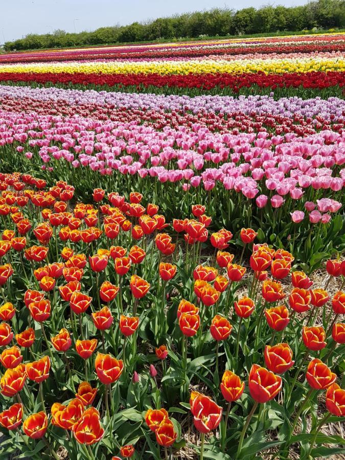Romantisch Huisje Nabij Het Strand Met Uitzicht Op De Tulpenvelden Julianadorp Extérieur photo