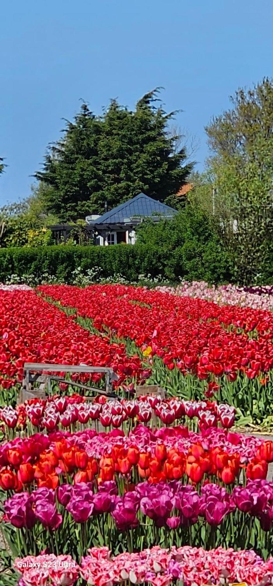 Romantisch Huisje Nabij Het Strand Met Uitzicht Op De Tulpenvelden Julianadorp Extérieur photo