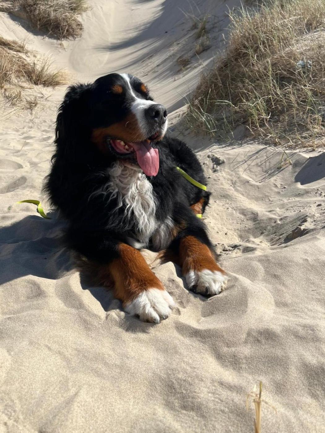 Romantisch Huisje Nabij Het Strand Met Uitzicht Op De Tulpenvelden Julianadorp Extérieur photo