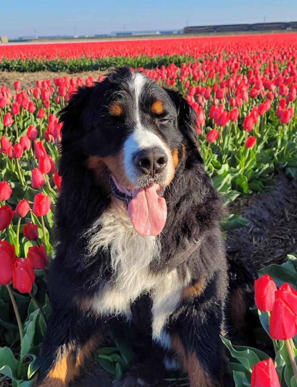Romantisch Huisje Nabij Het Strand Met Uitzicht Op De Tulpenvelden Julianadorp Extérieur photo