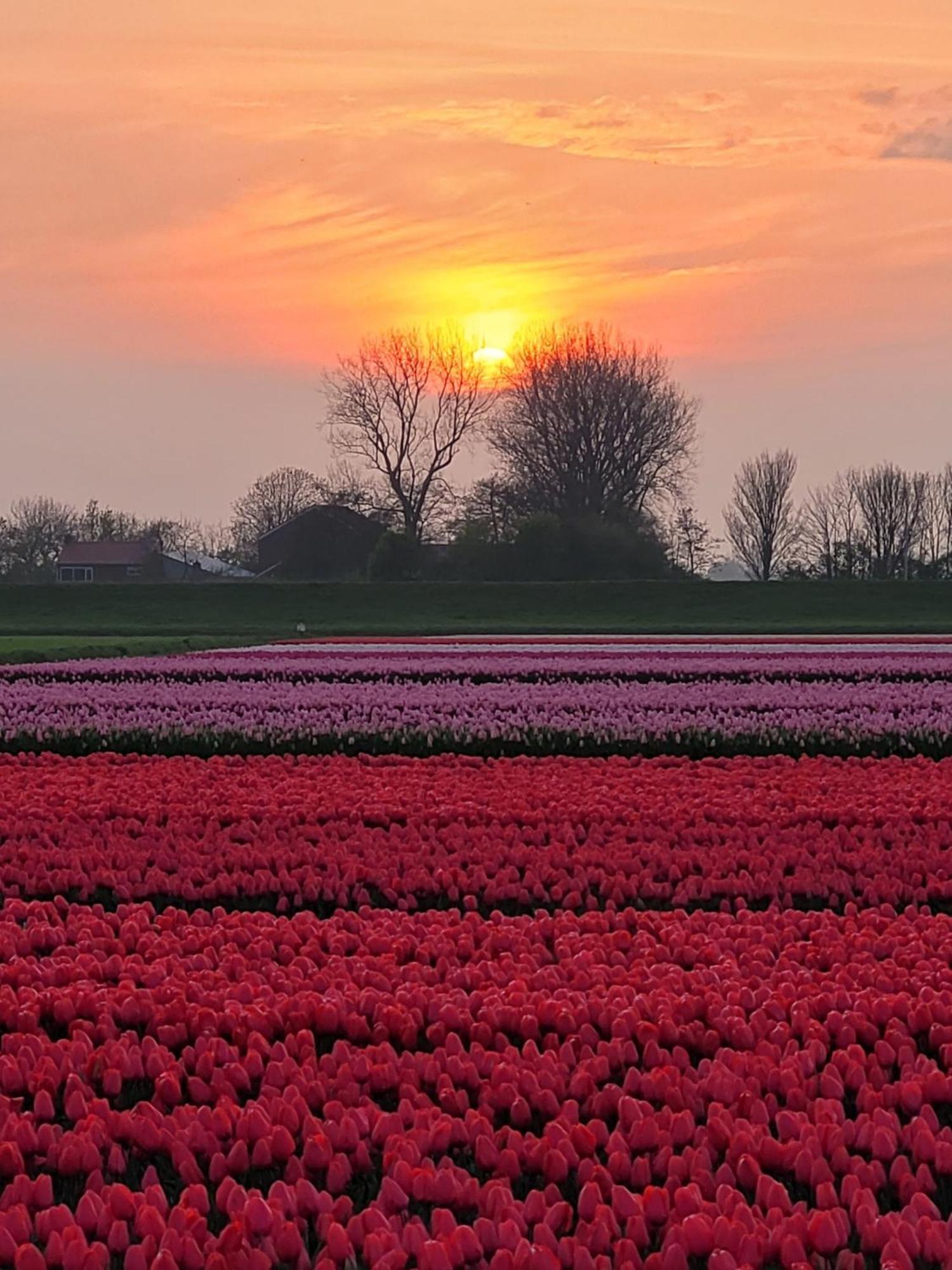 Romantisch Huisje Nabij Het Strand Met Uitzicht Op De Tulpenvelden Julianadorp Extérieur photo